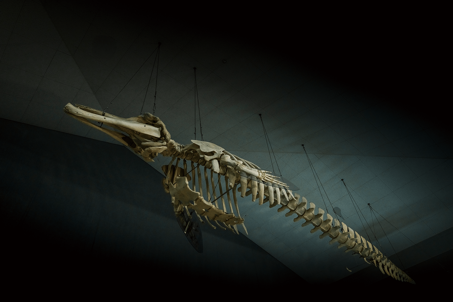 フォトギャラリー9